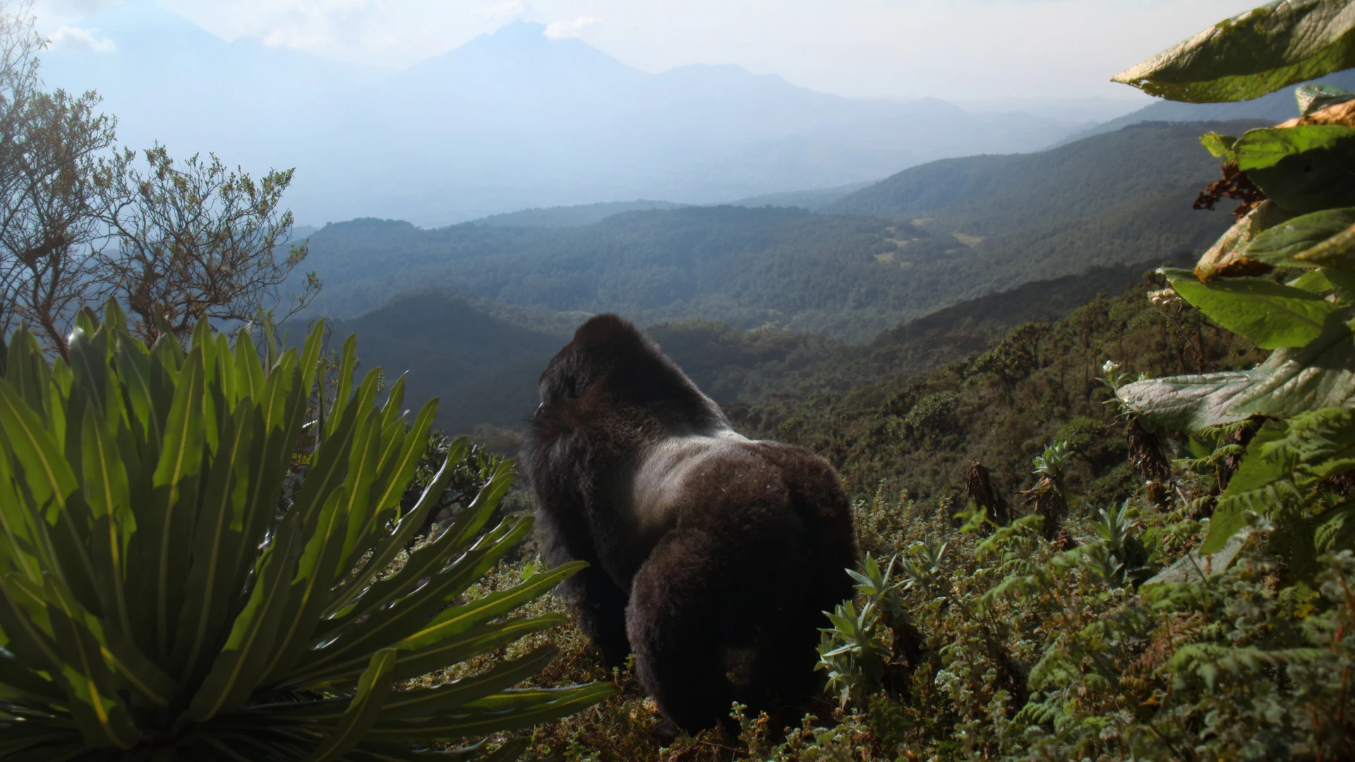 Hành Trình Của Khỉ Đột – Qua Giọng Kể David Attenborough - A Gorilla Story: Told by David Attenborough