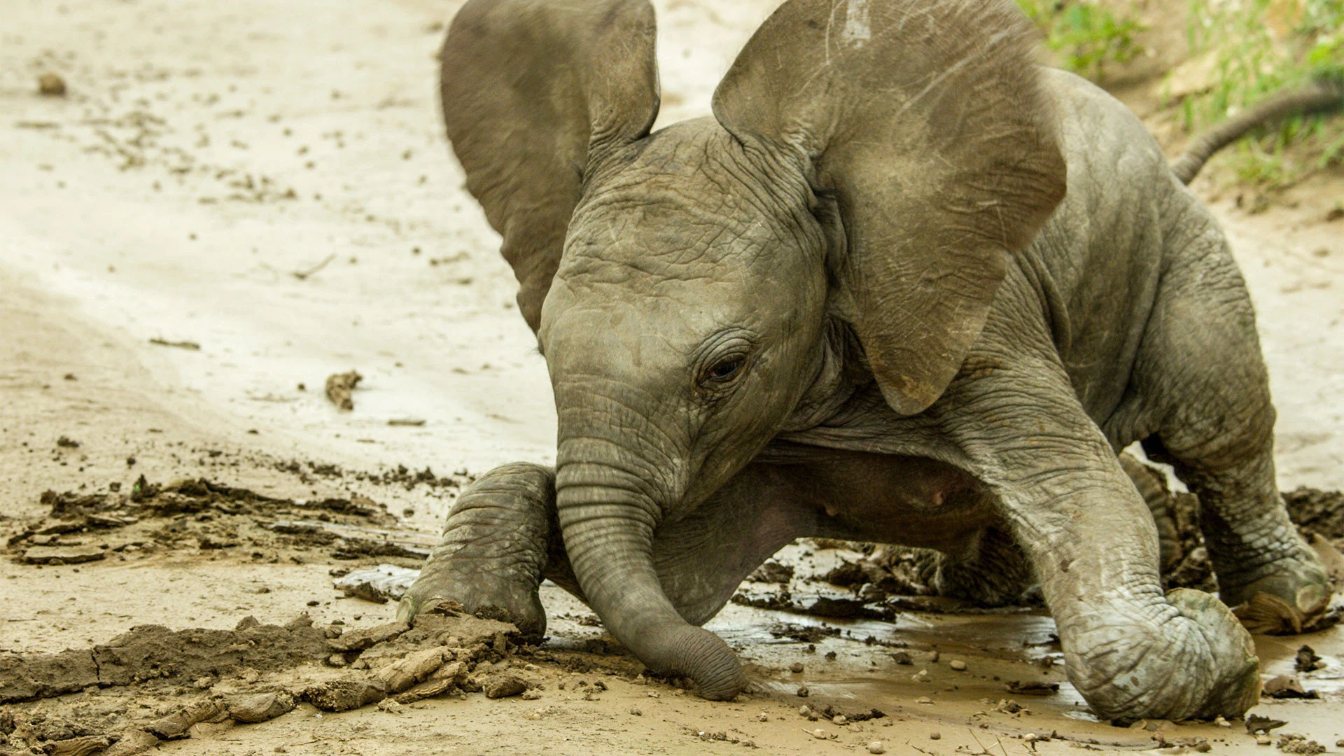 Những Sinh Linh Non Nớt: Năm Đầu Tiên Trên Trái Đất - Animal Babies: First Year On Earth