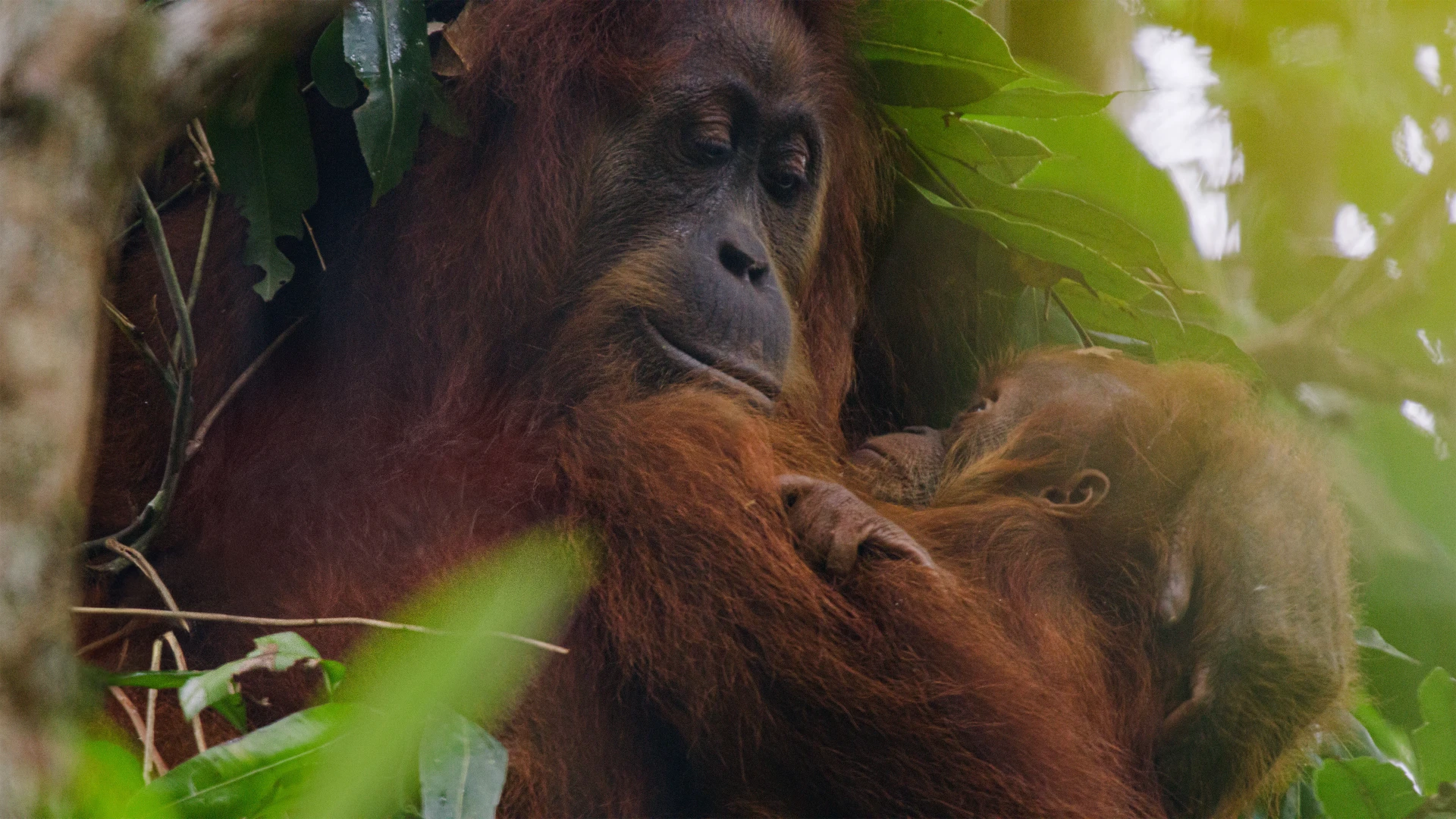 Orangutan - Orangutan